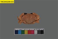 藏品(肉球皺蟹)的圖片